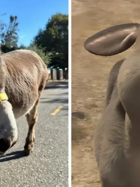 Falleció Perry, el burro que inspiró al icónico personaje de Shrek