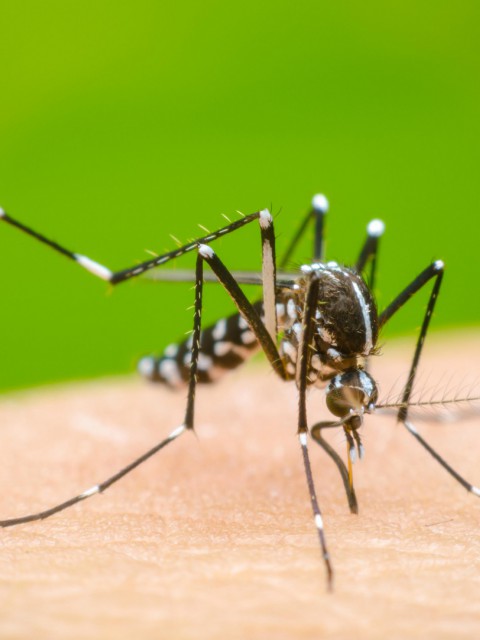 Dengue en Rosario: murió una joven de 25 años sin enfermedades previas