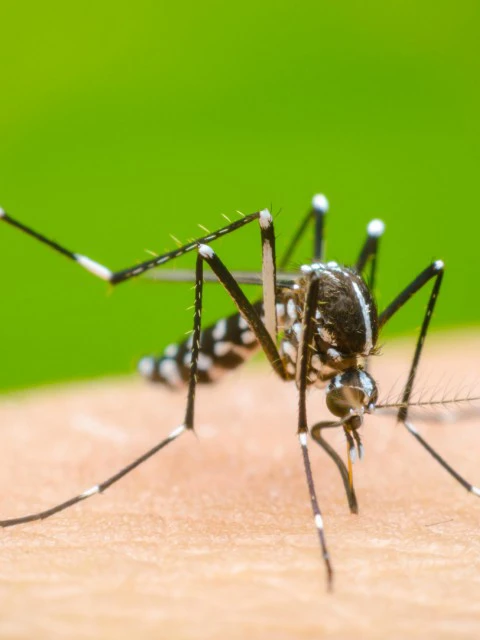 Dengue en Rosario: murió una joven de 25 años sin enfermedades previas