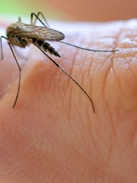 Seguí estos consejos de la IA para aliviar la picazón de las picaduras de mosquitos